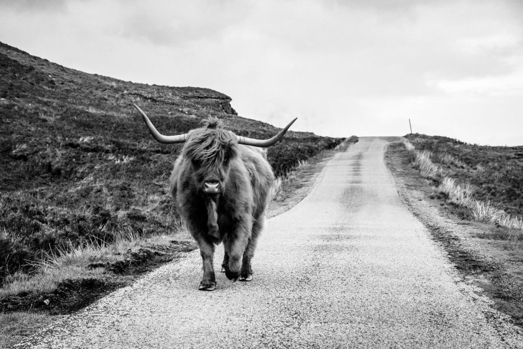 Scottish Highlander on a road