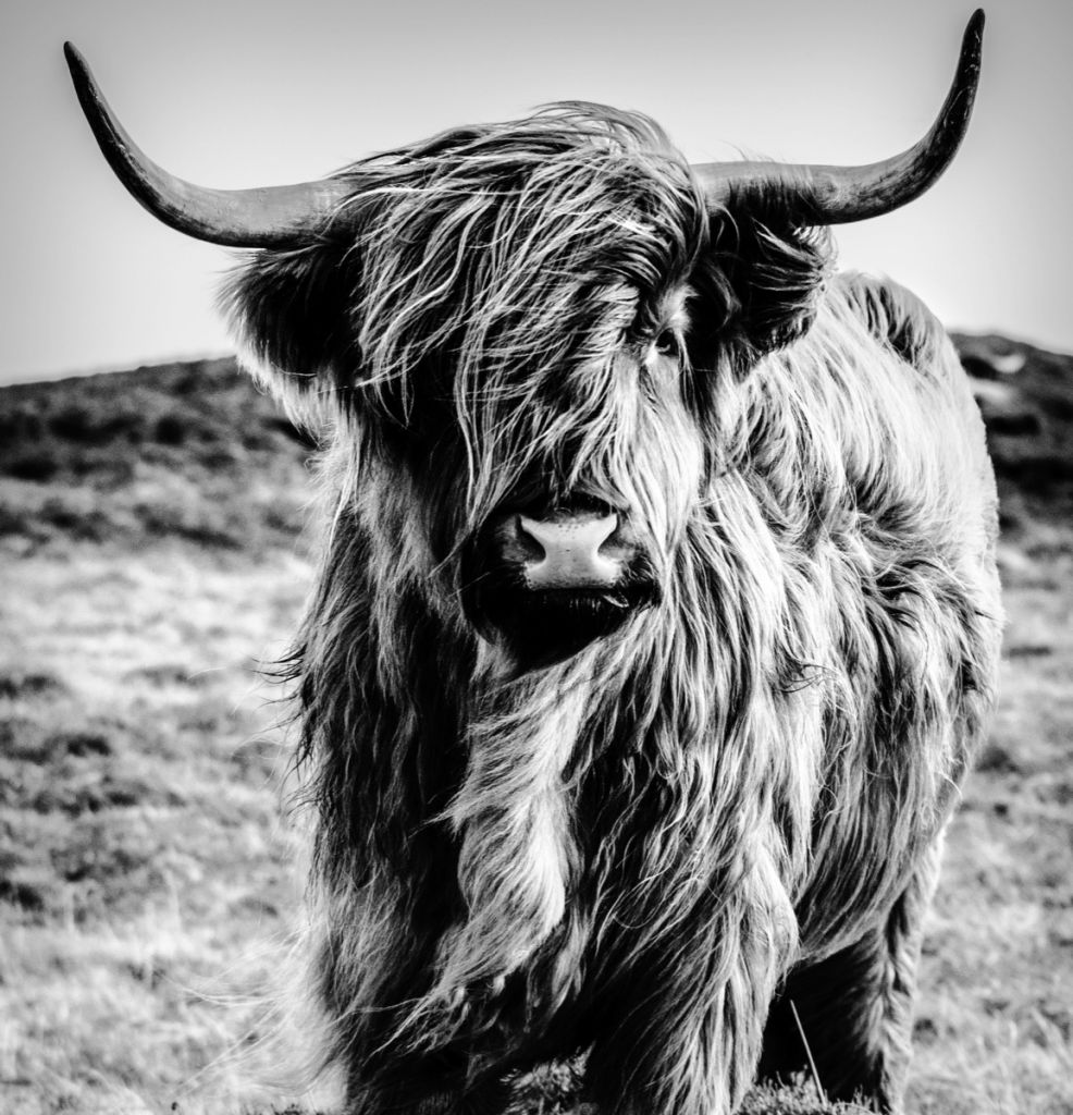 Scottish Highlander in black and white