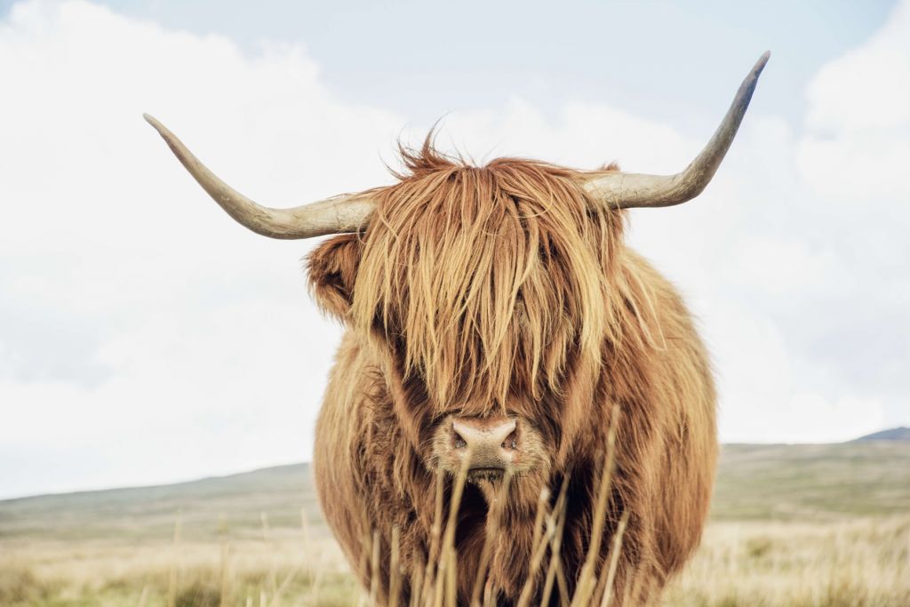 Close-up of a Scottish Highlander