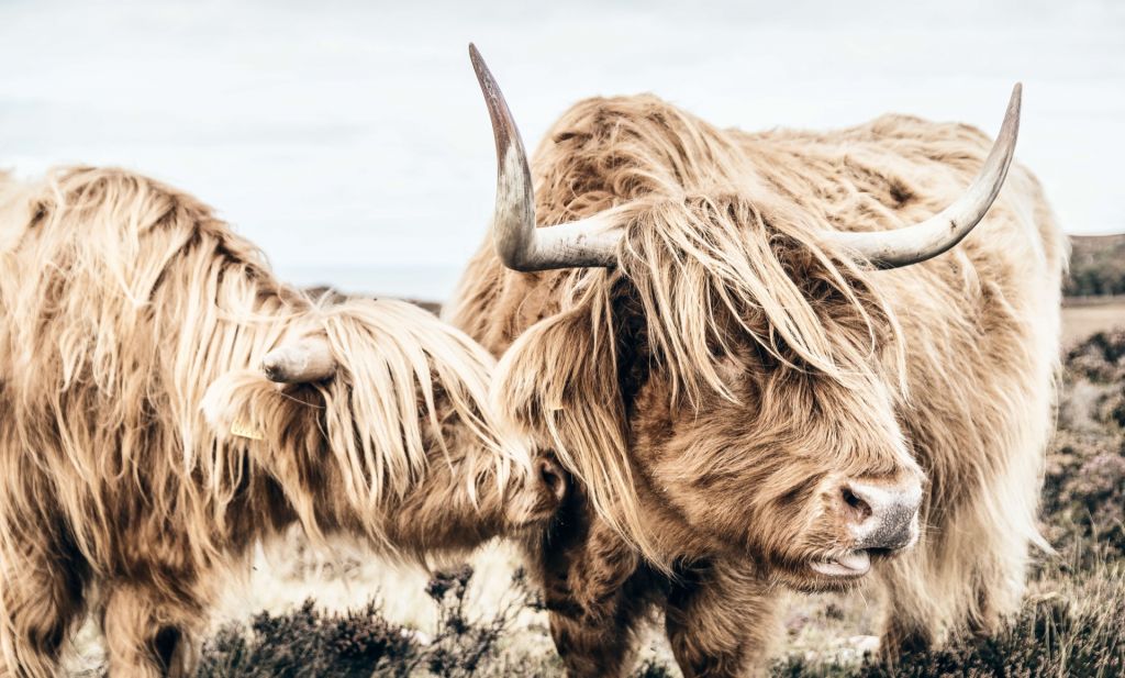 Two Scottish Highlanders