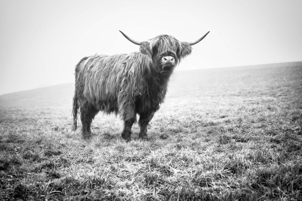 Scottish Highlander in the grass