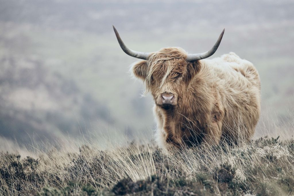 Scottish Highlander in nature