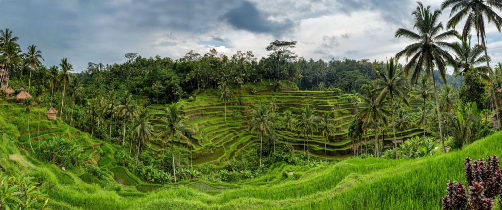 Thai rice paddies