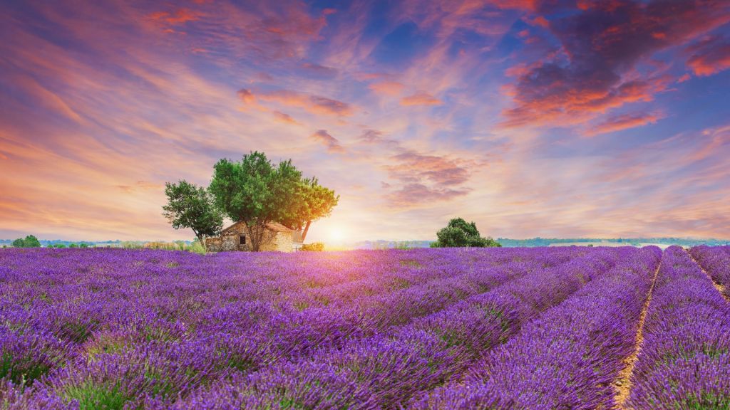 Lavender field during sunrise