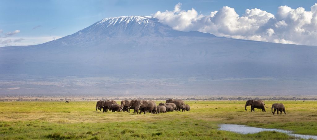 African elephants