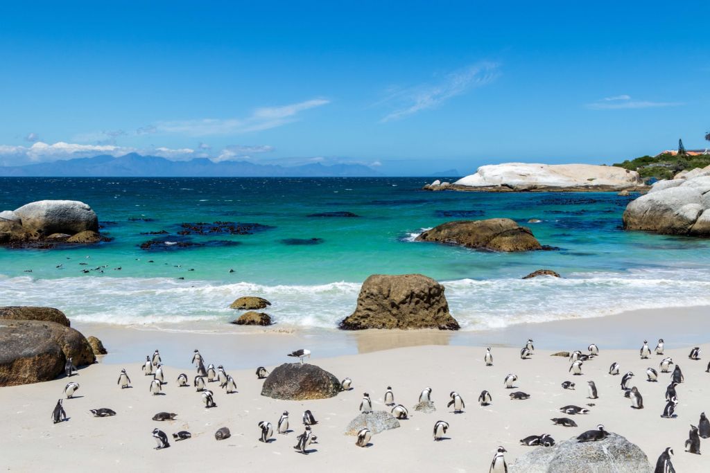 Beach with penguins