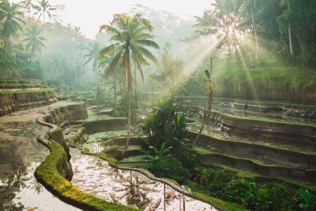 Rice fields in the jungle