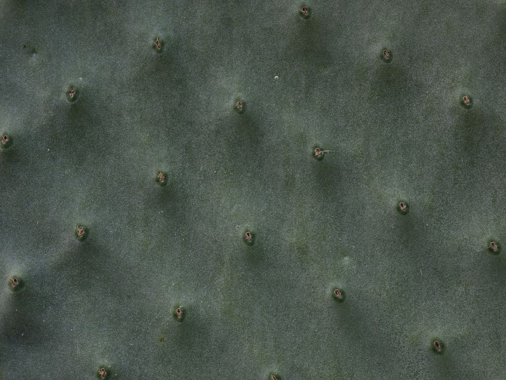 Close-up cactus