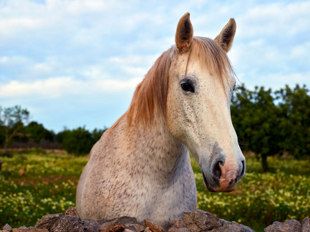 Horse in flower meadow