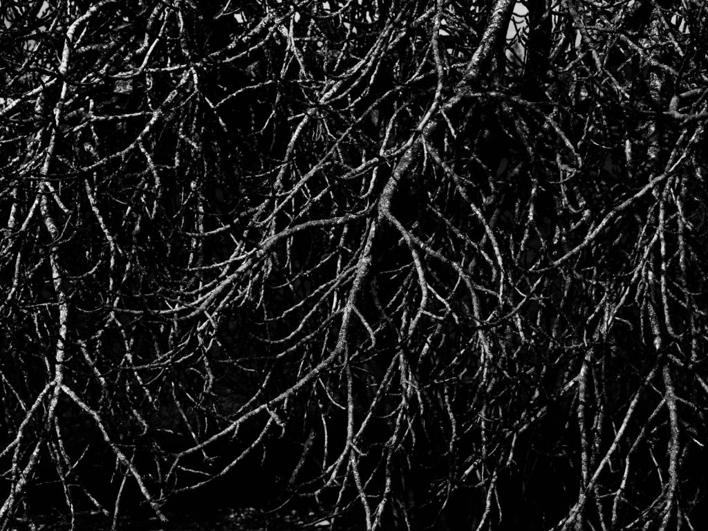 Tree branches in black and white