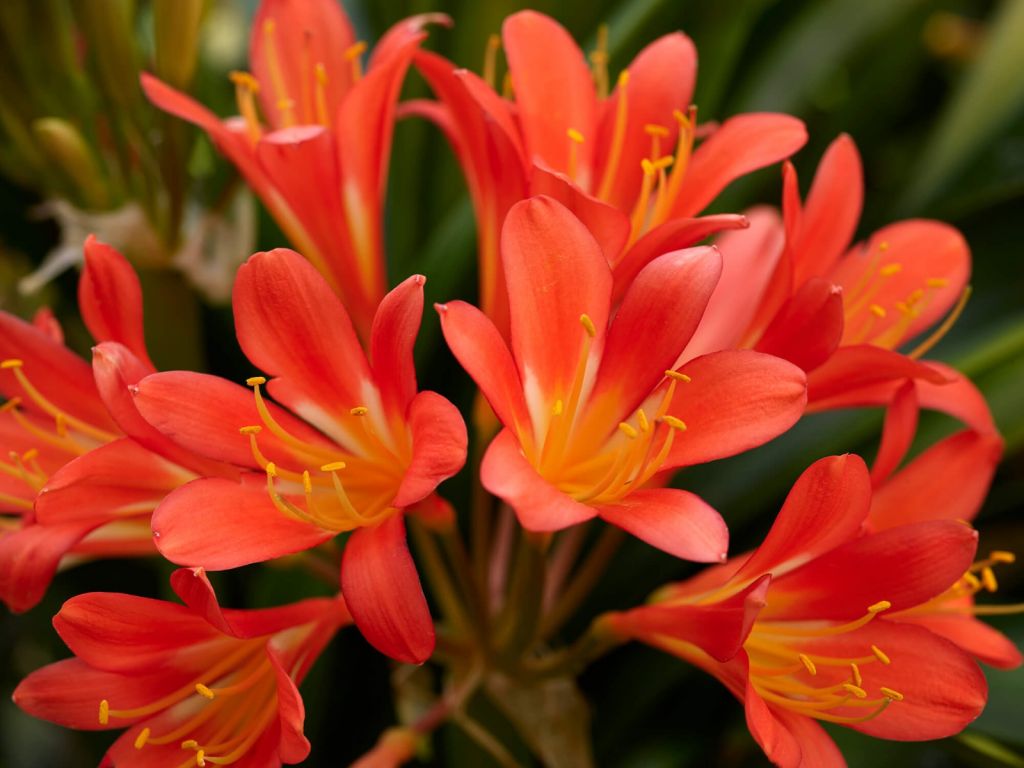 Flowers in bloom