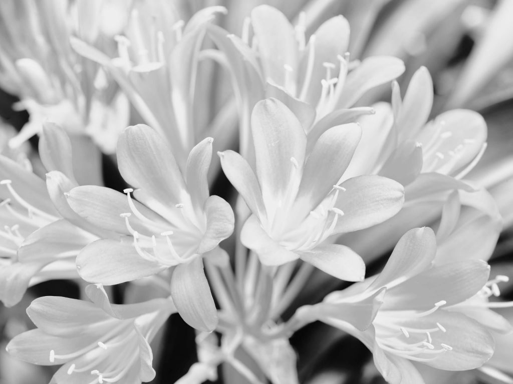 Flowers in bloom, black and white