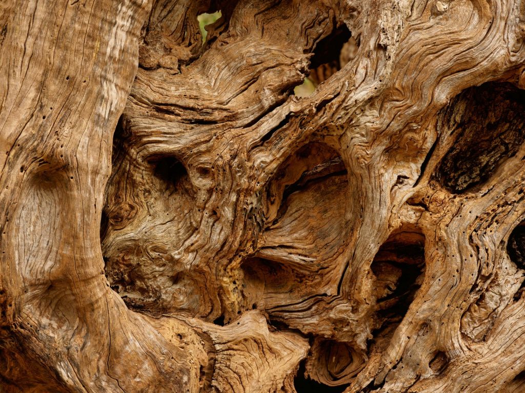 Close-up old tree