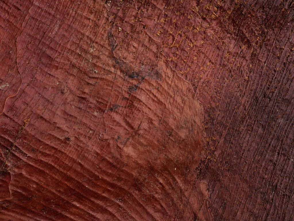 Old palm leaf