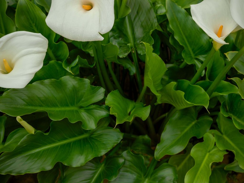 White calyx flowers
