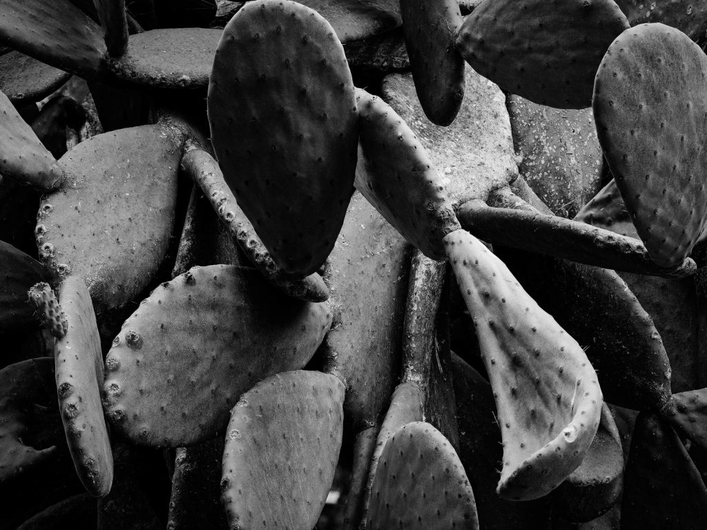 Cactus, black and white