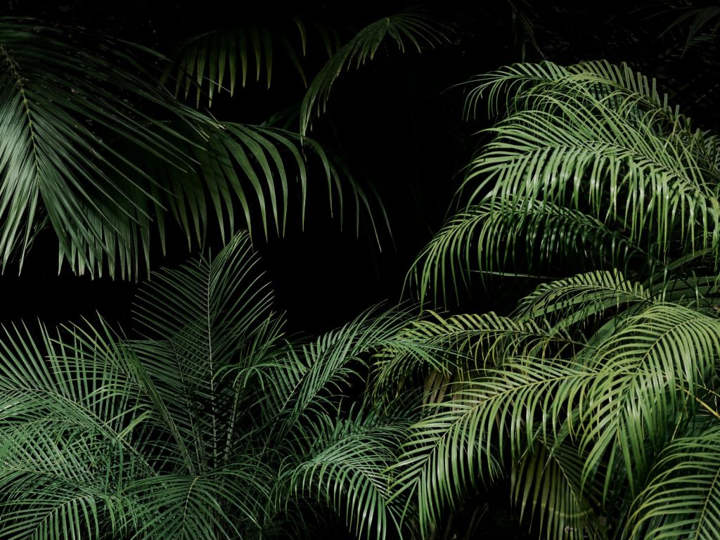 Plant with green leaves
