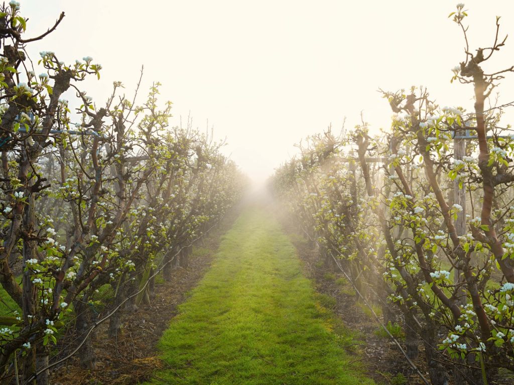 Pear blossom in mist