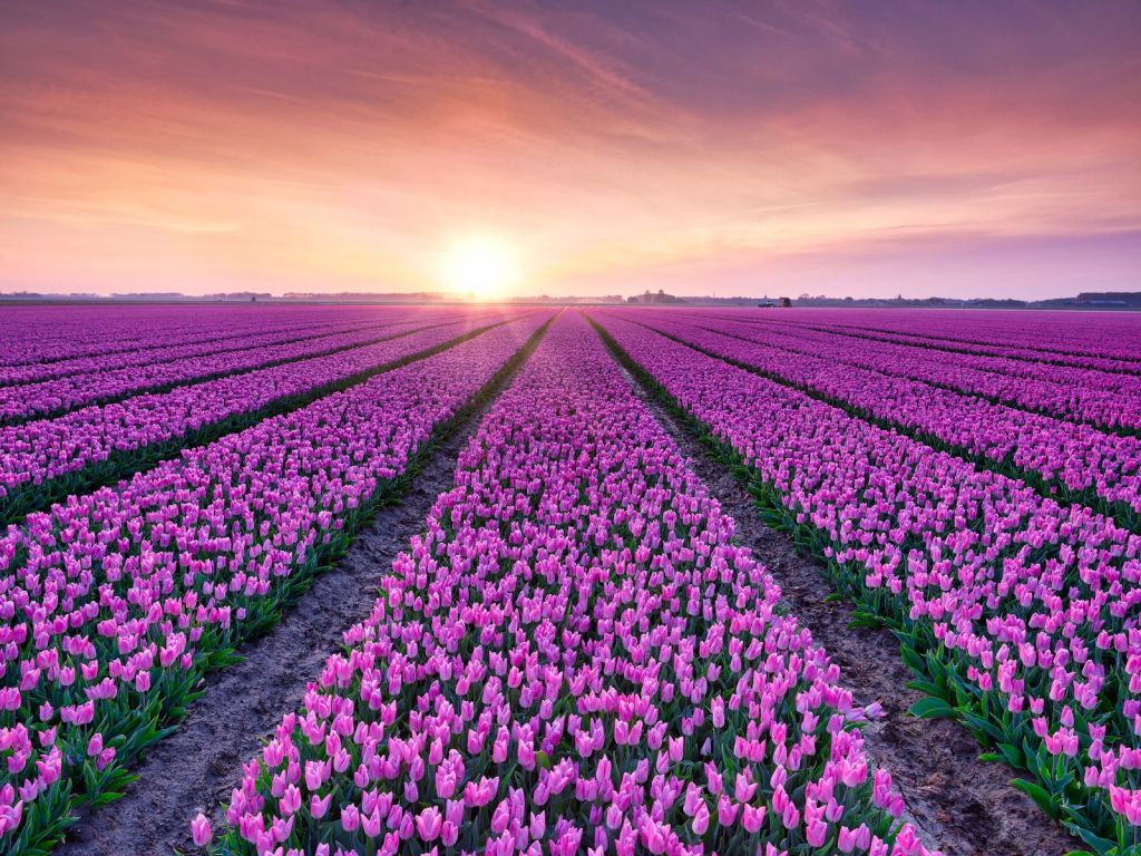 Tulip field at sunrise