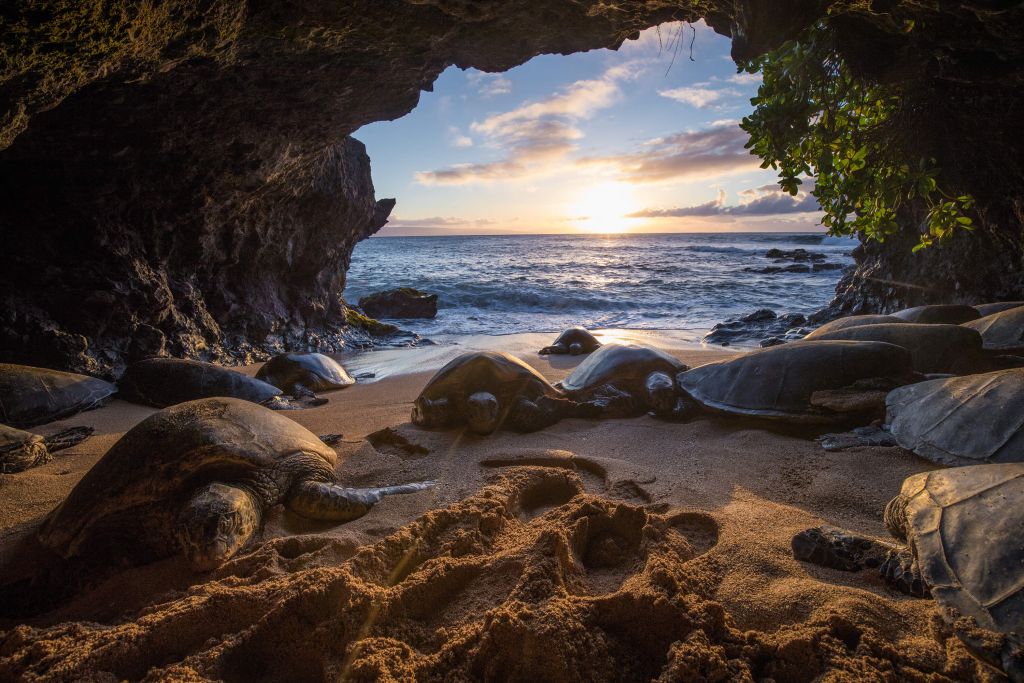 Turtles in a cave