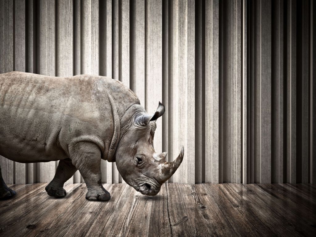 Rhinoceros in hall
