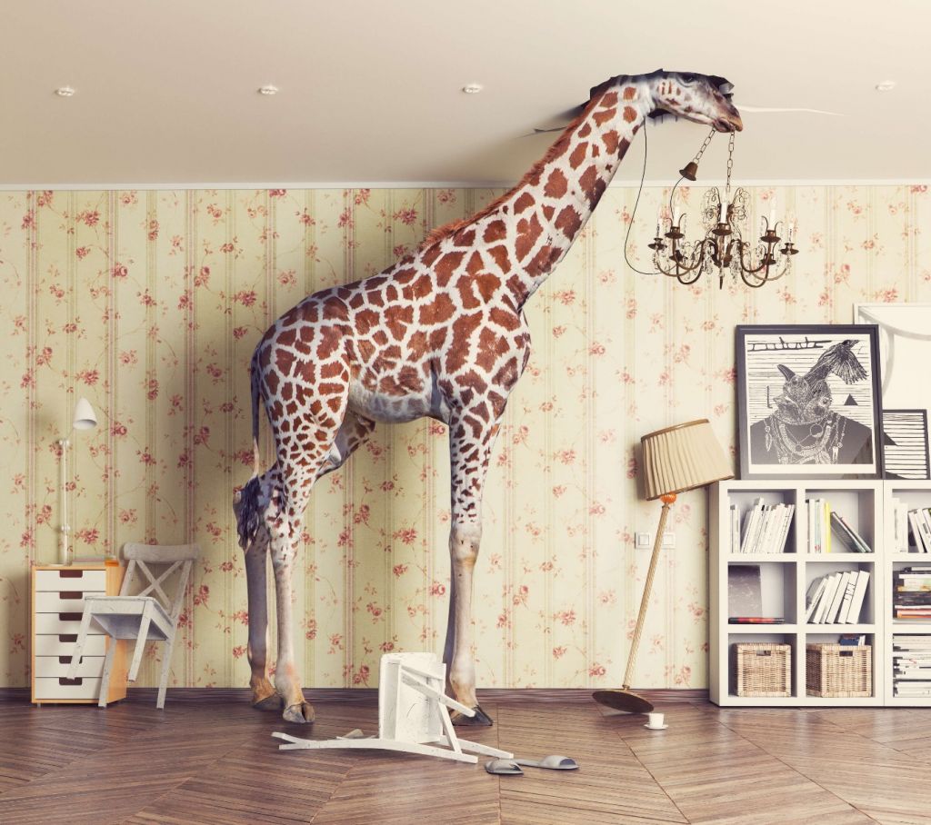 Giraffe in the living room