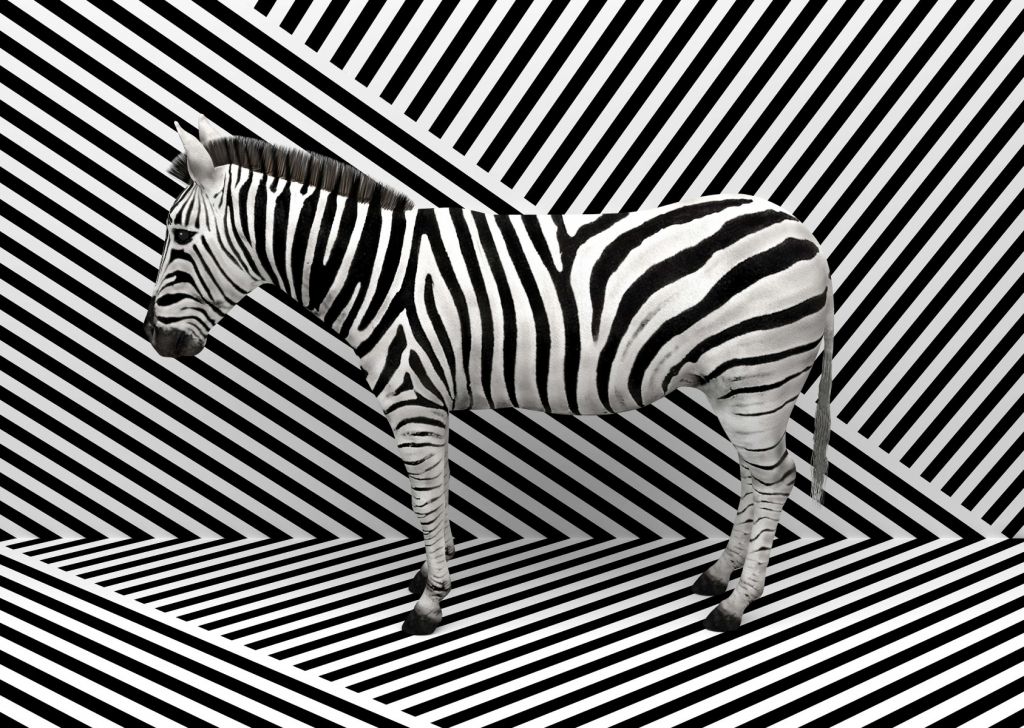 Camouflaged zebra