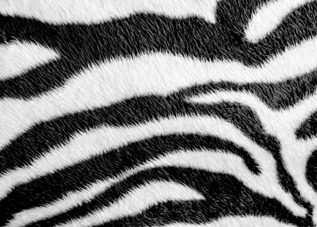 Close-up zebra coat
