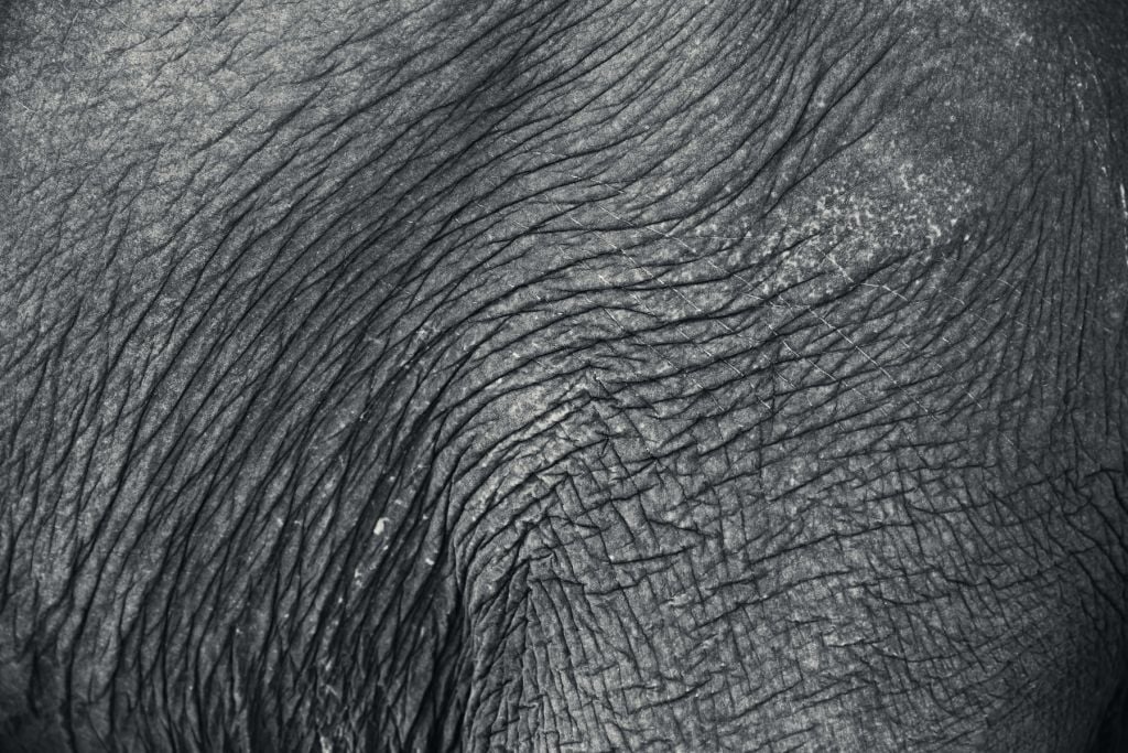 Close-up elephant skin