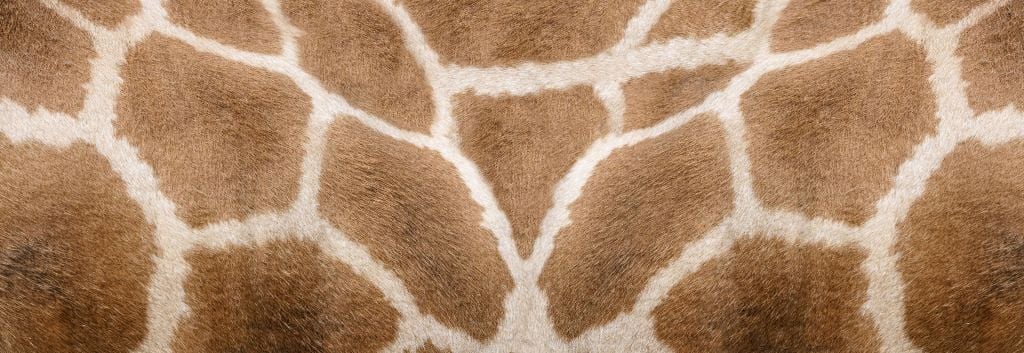 Giraffe skin