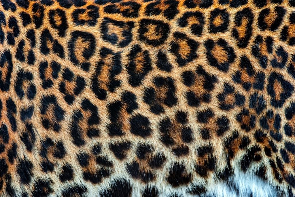 Leopard coat