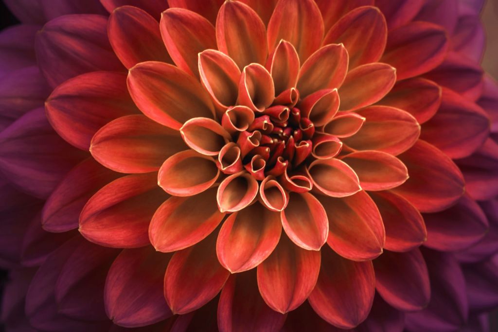 Coloured dahlia