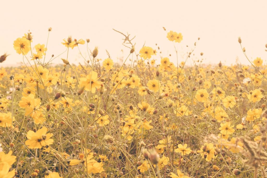 Yellow flowers with vintage look