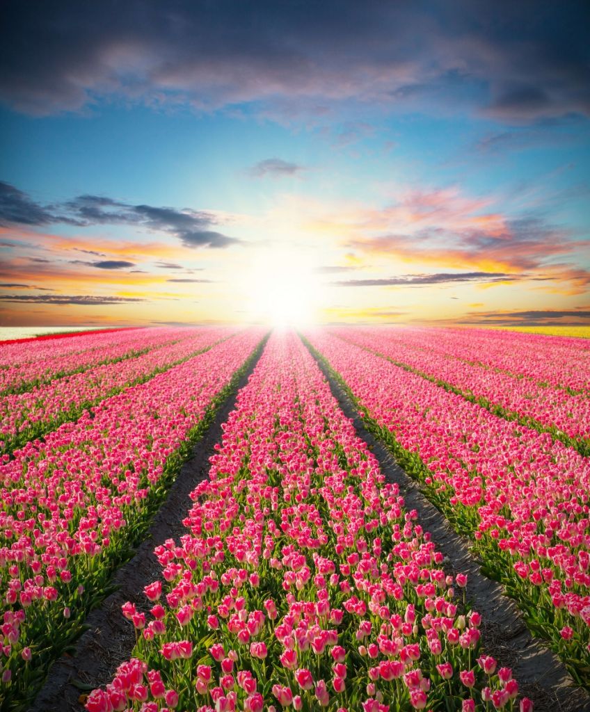 Tulips with rising sun