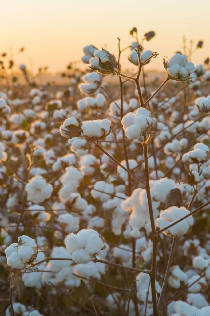 Cotton field with golden yellow sky