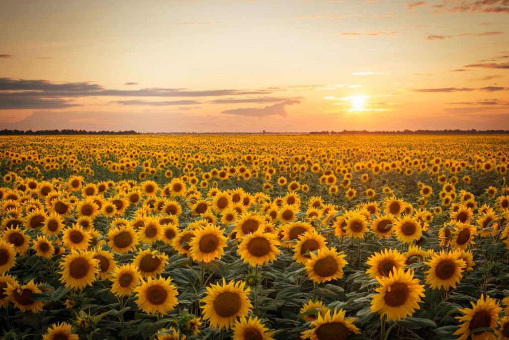 Sunflower field with sunset