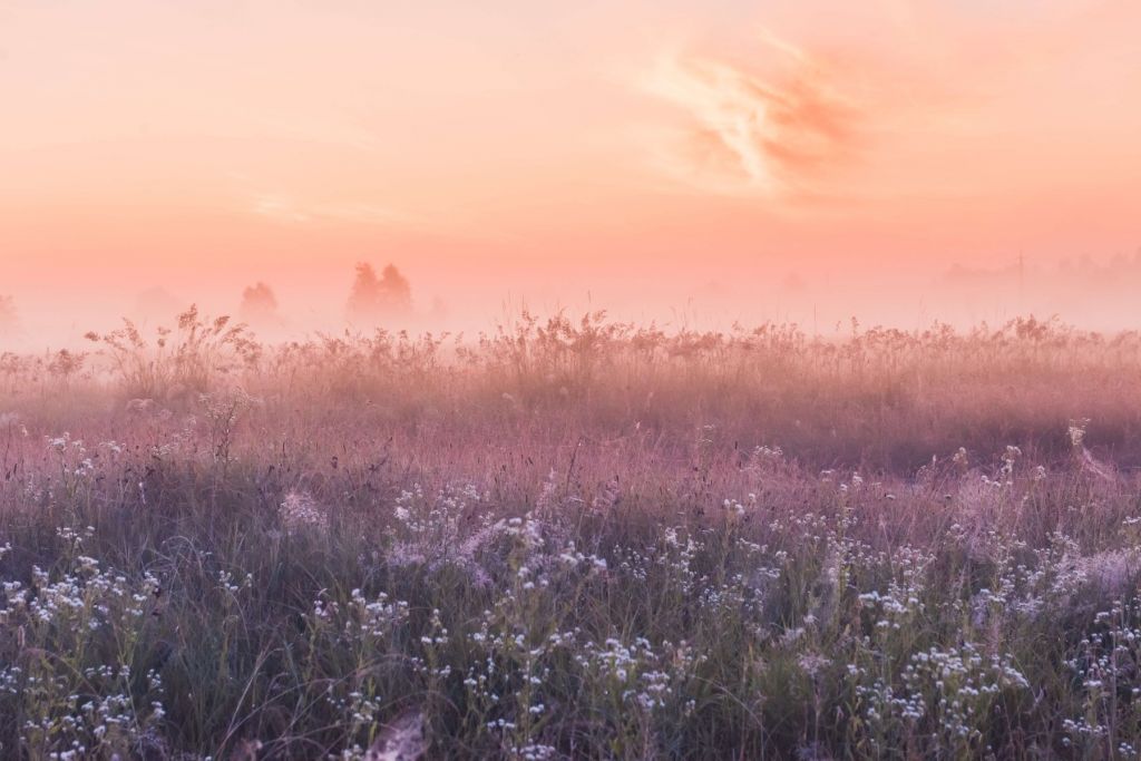 Field with morning mist