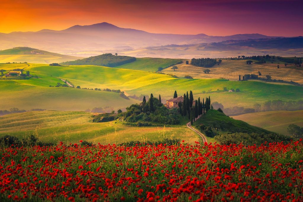 Red poppies with Italian landscape