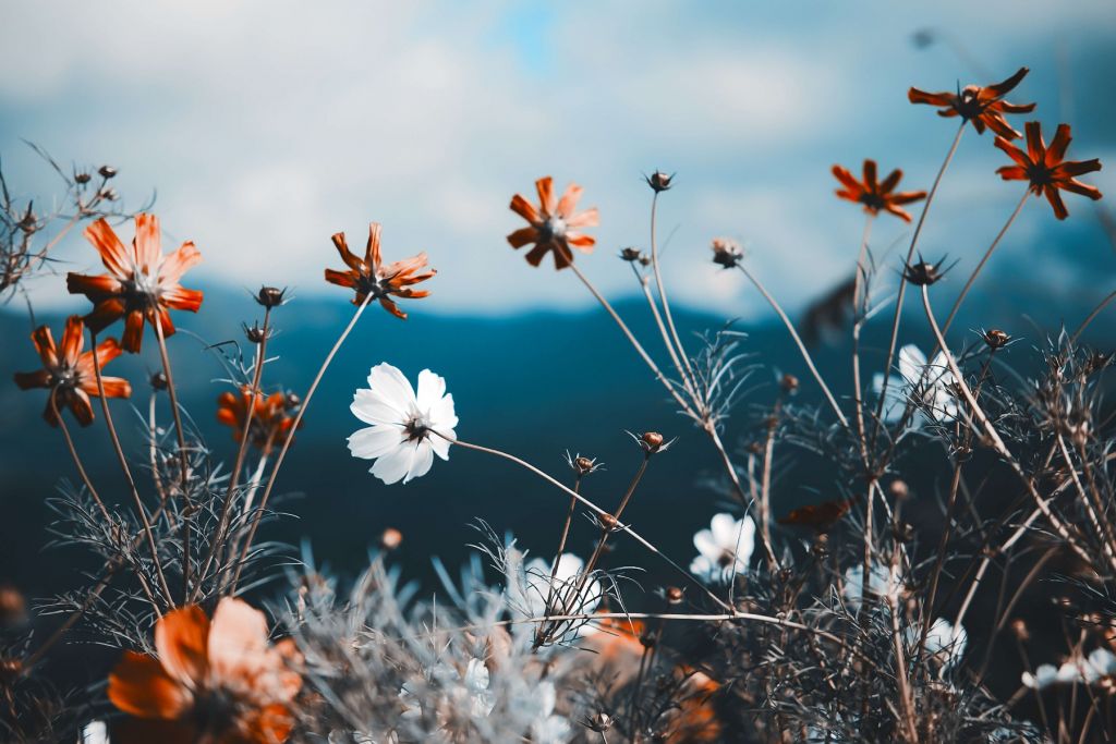 Cosmos flowers in the field