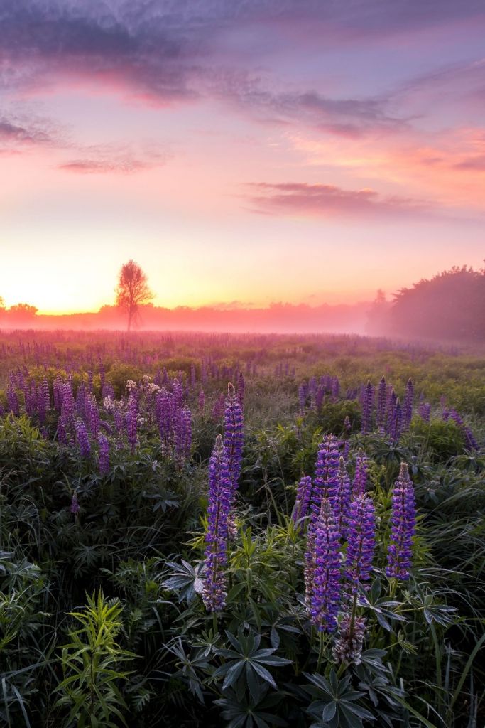 Flowering lupines