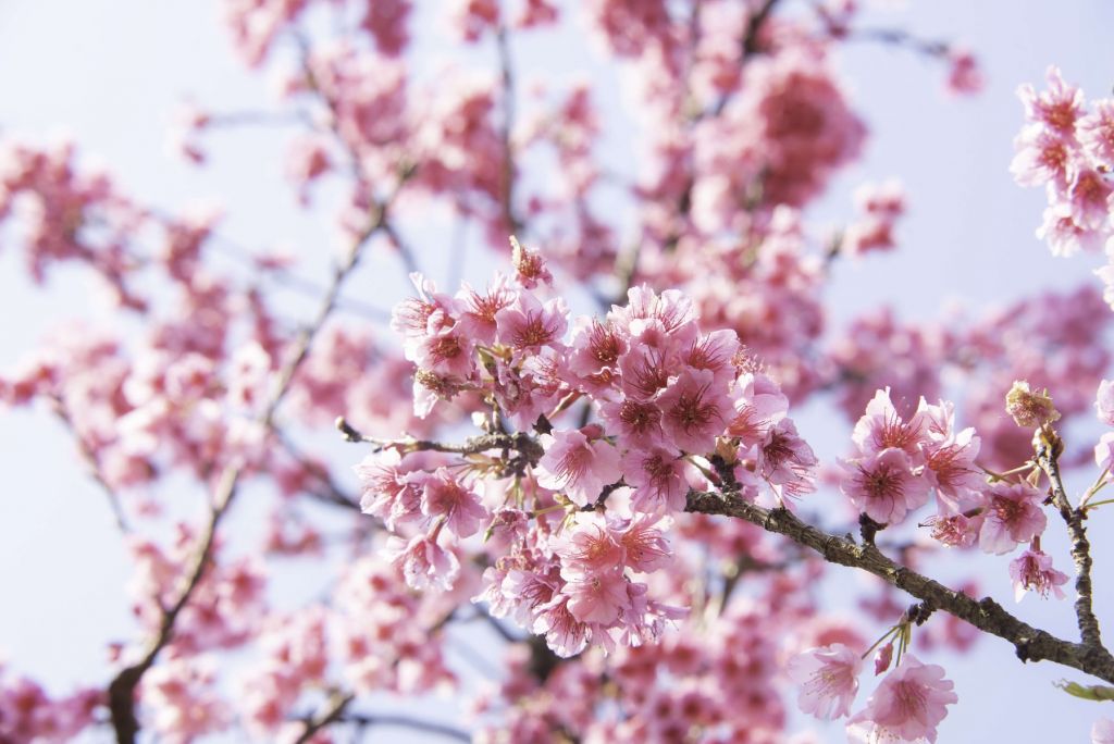 Close-up pink blossom