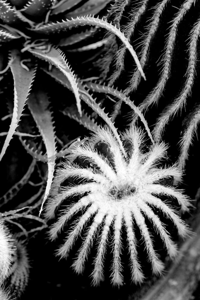 Black and white cacti