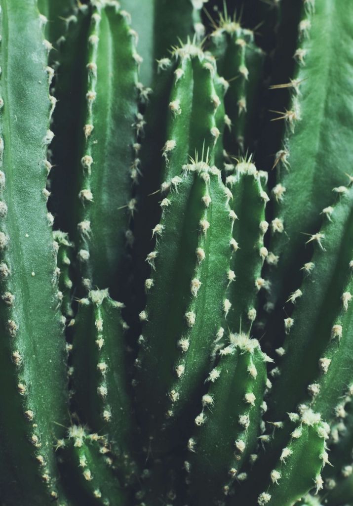 Close-up green cactus