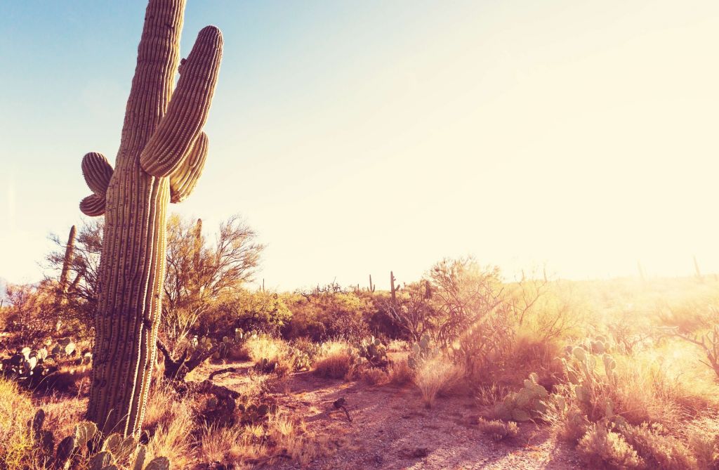 Cactus in the desert