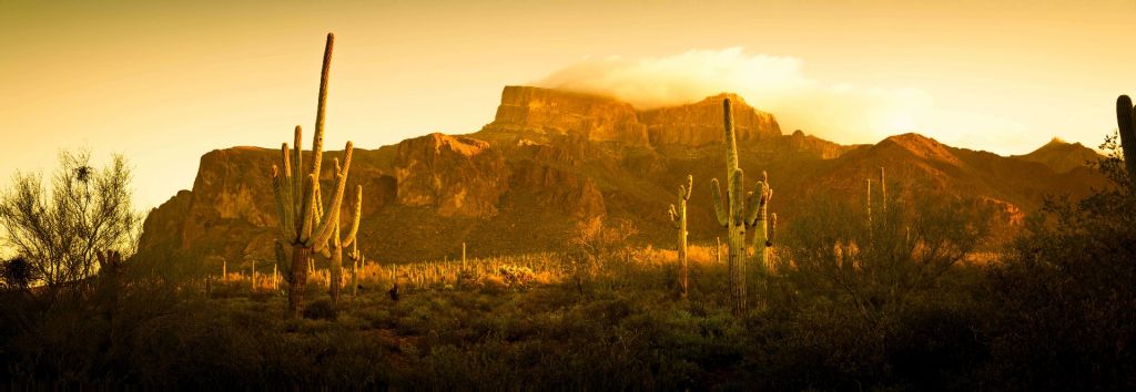 Desert with cacti