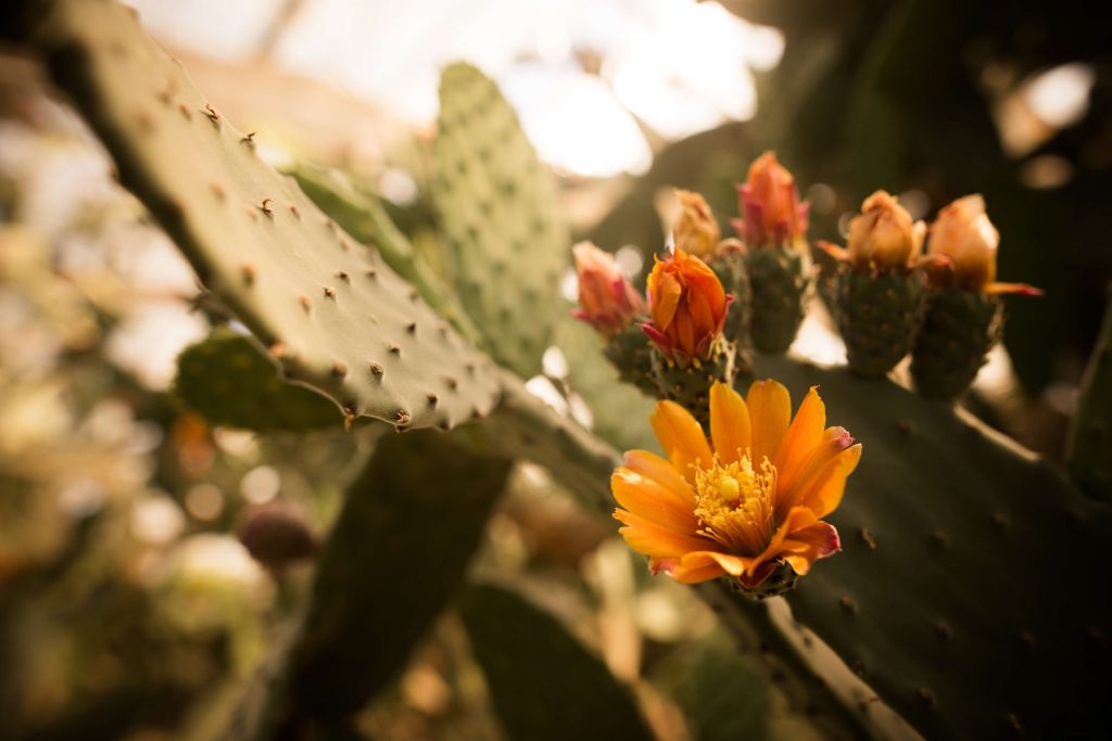 Orange cactus flowers