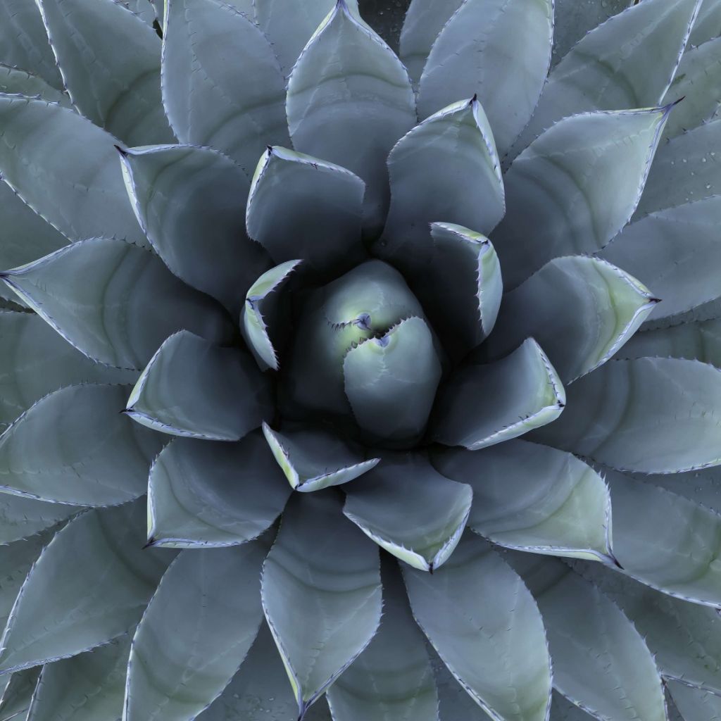 Blue succulent