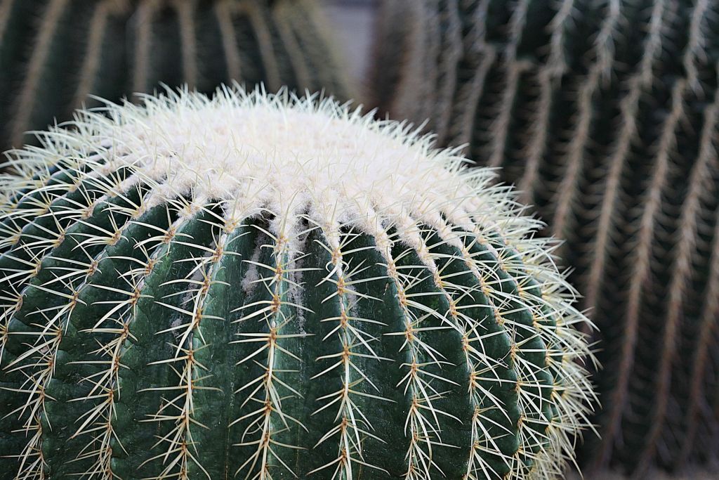 Round cactus