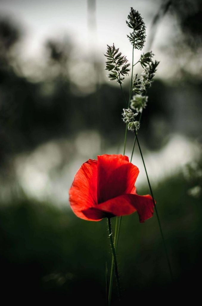 Red poppy with grass
