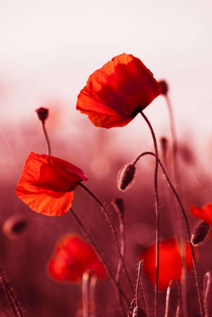 Poppies in the meadow